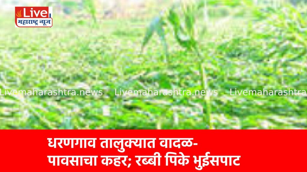 धरणगाव तालुक्यात वादळ-पावसाचा कहर; रब्बी पिके भुईसपाट