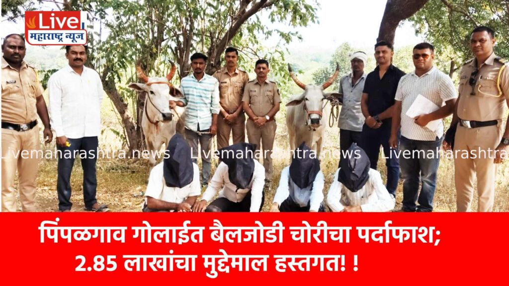 पिंपळगाव गोलाईत बैलजोडी चोरीचा पर्दाफाश; २.८५ लाखांचा मुद्देमाल हस्तगत!